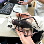 Giant cockroach parody phone case